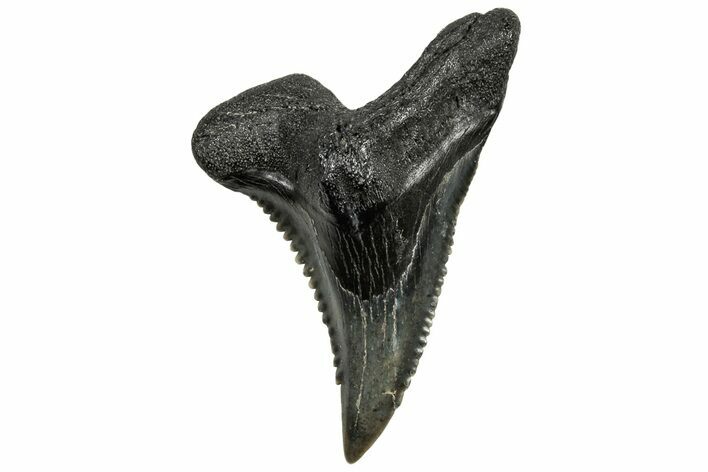 Snaggletooth Shark (Hemipristis) Tooth - South Carolina #298700